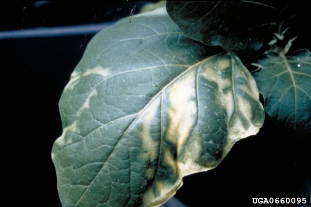 File:Aubergine Clavibacter michiganensis Leaf.jpg