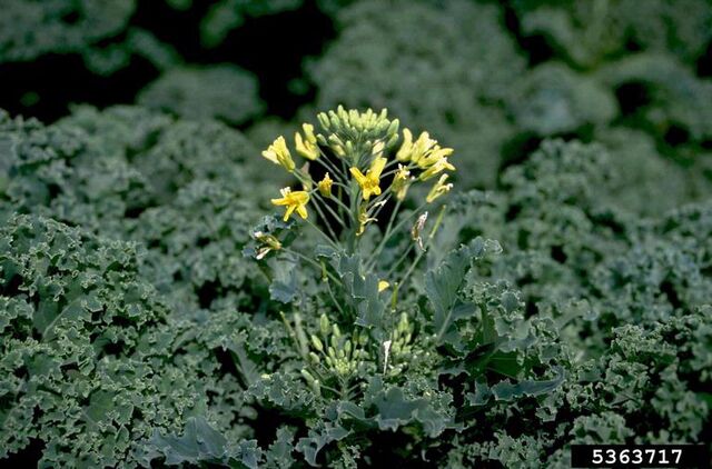 File:Kale Bolting.jpg