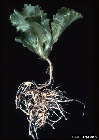 File:Lettuce Root-knot nematode.jpg