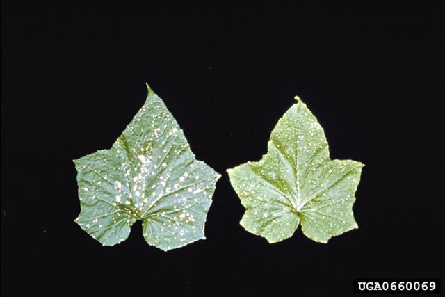 File:Cucumber Western Flower Thrips.jpg