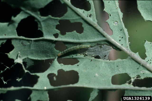 File:Broccoli Diamond-Back Moth Caterpillar.jpg