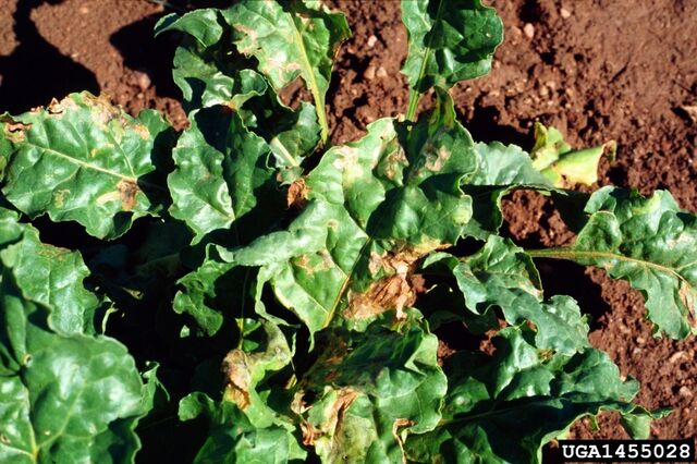 File:Perpetual Spinach Leaf Miner.jpg