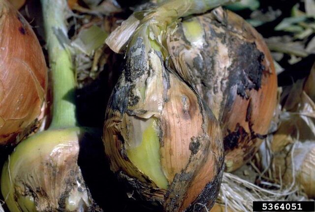 File:Onion Neck Rot 2.jpg