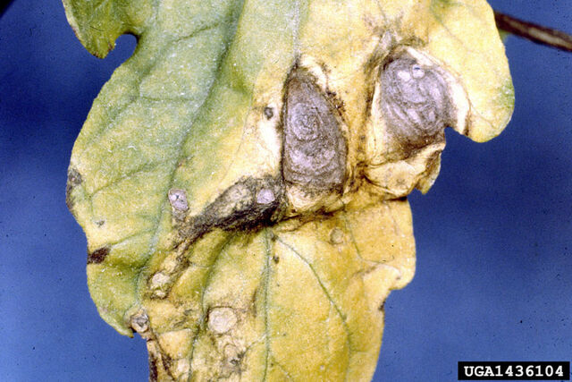 File:Tomato Early Blight Leaf.jpg