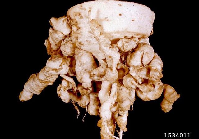File:Turnip Club Root.jpg