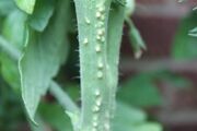 Tomato Stem Primordia