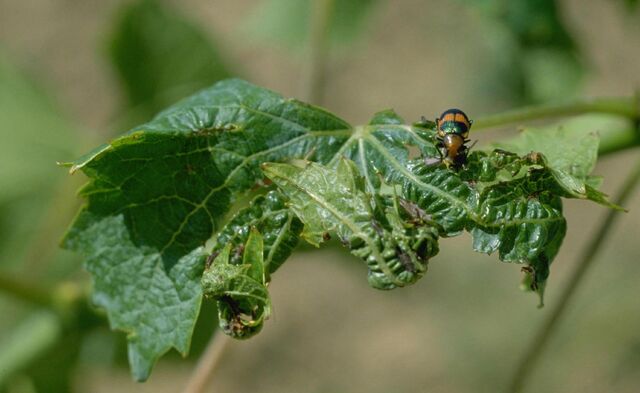 File:Potato Leaf Roll Virus.jpg