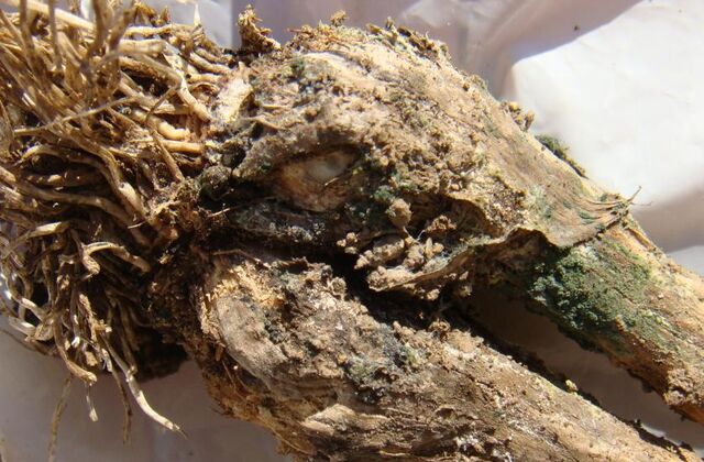 File:Garlic White Rot.jpg