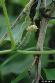 Cucumber Young fruit developing