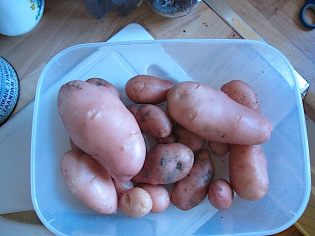 File:Desiree potato.jpg