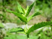 Mint Spearmint
