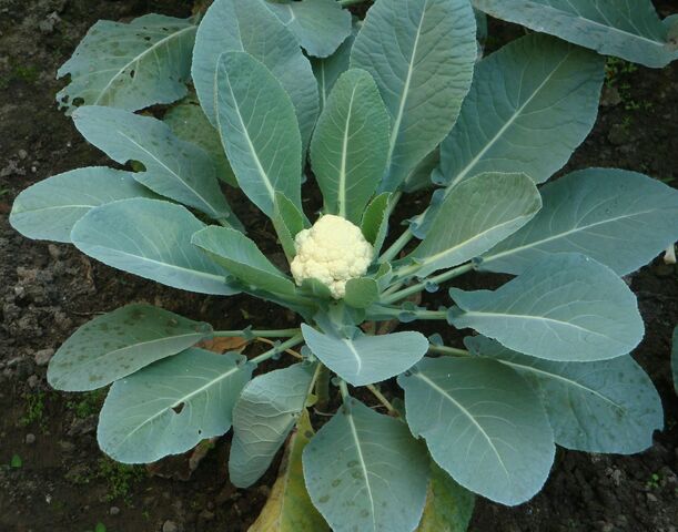 File:Cauliflower.jpg