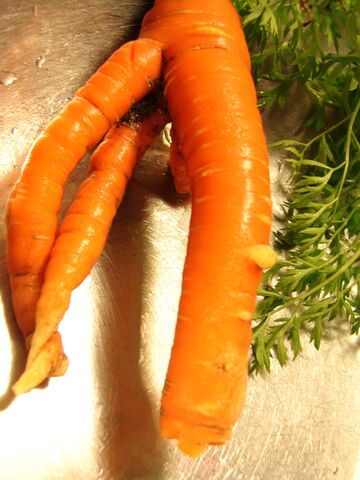 File:Carrot Forking.jpg