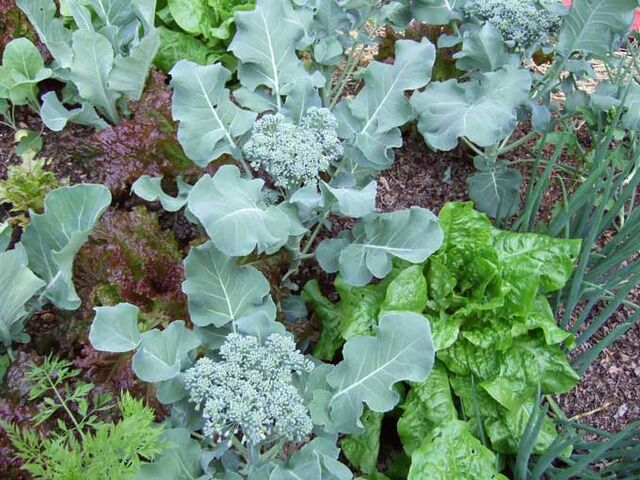 File:Broccoli-and-lettuce-1-.jpg
