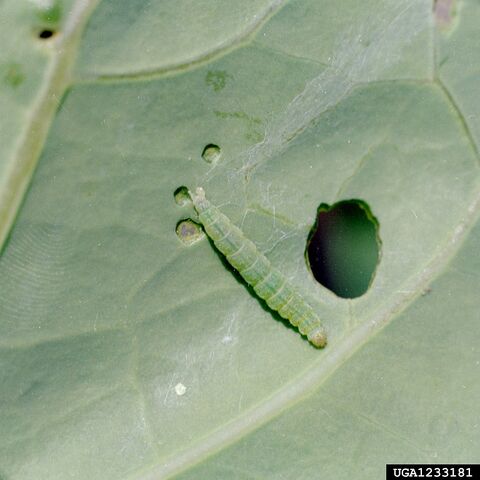 File:Cabbage Diamond-Back Moth Caterpillar.jpg