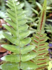 Fern frond Pinnate