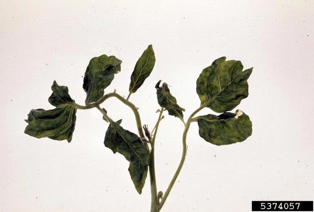File:Potato Virus Y Tomato.jpg