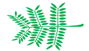 Leaf morphology Bipinnate