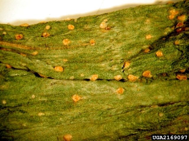 File:Onion Rust.jpg