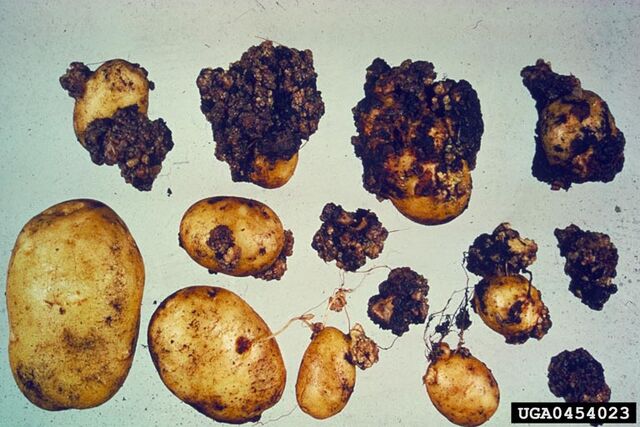 File:Potato Wart Disease.jpg
