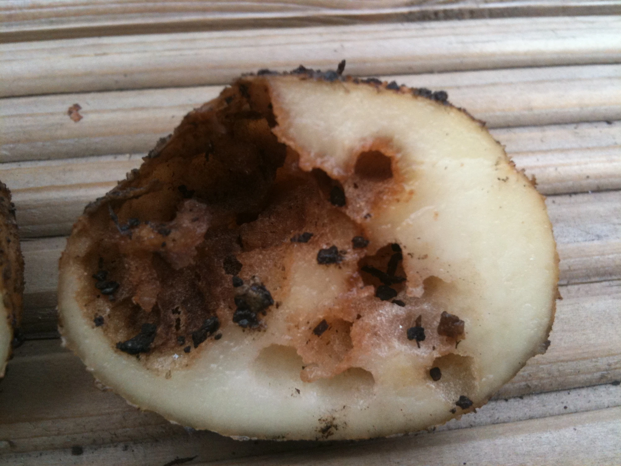 Image Potato Keeled slug damage.jpg WikiGardener Fandom powered