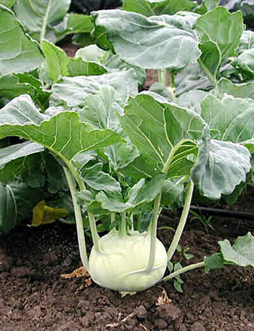 File:Kohl-rabi-1-.jpg