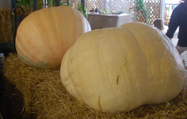 File:Squash Big Max.jpg