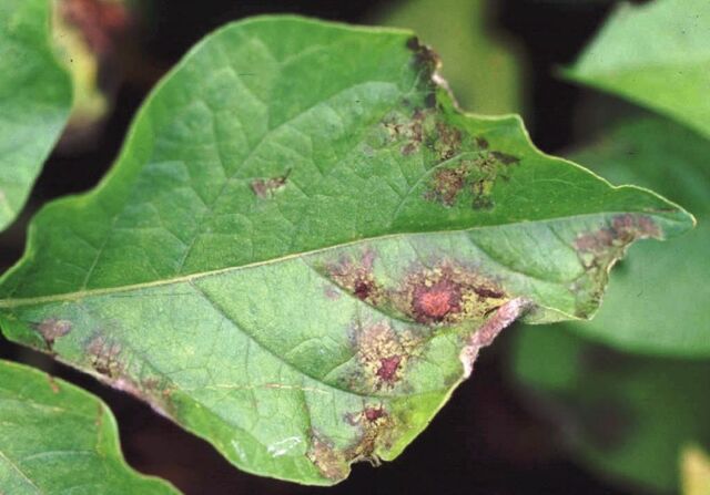 File:Symptom potato late blight-1-.jpg
