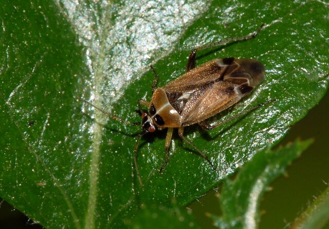 File:Capsid Bug Miridae.jpg