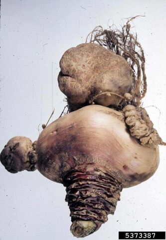 File:Swede Club Root.jpg