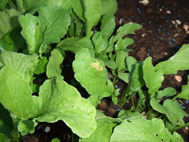 File:Radish Cabbage White Eggs.jpg