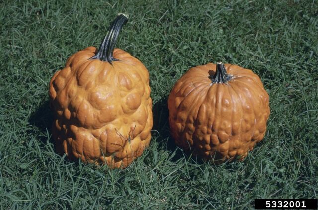 File:Pumpkin Papaya ringspot virus.jpg