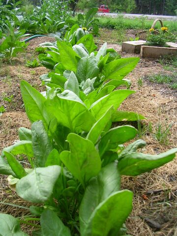 File:Spinach.jpg