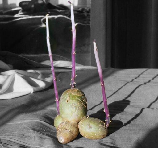 File:Potato Spindly Sprouts.jpg
