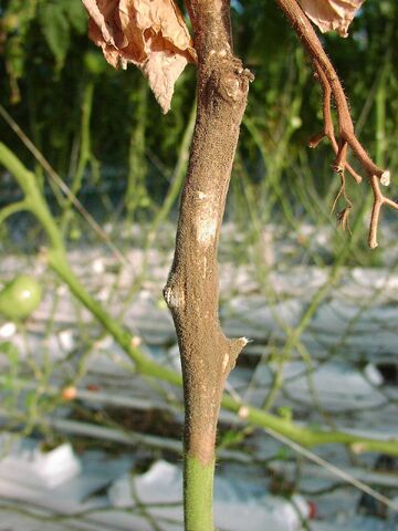 File:Tomato Botrytis.jpg