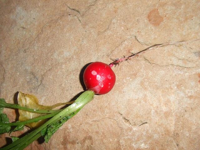 File:Radish Slug Damage.jpg