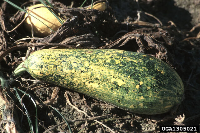 File:Squash Mosaic Virus.jpg