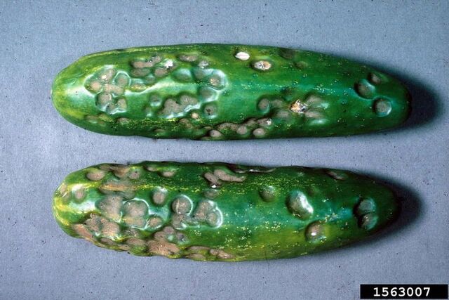 File:Cucumber Anthracnose.jpg