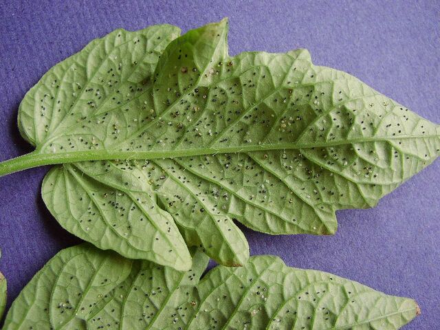 File:Tomato Cabbage Whitefly.jpg