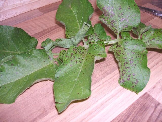 File:No Potato Blight.jpg