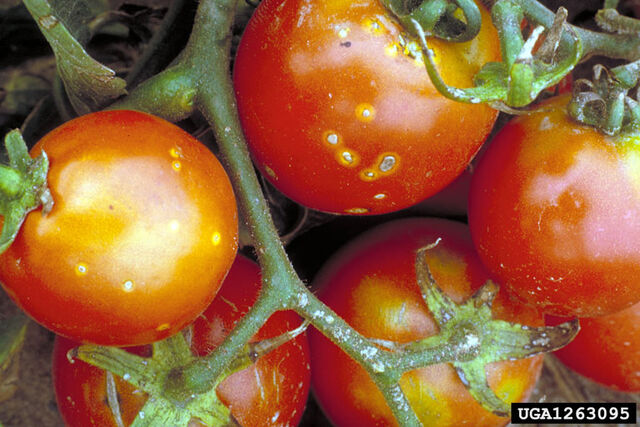 File:Tomato Clavibacter michiganensis.jpg