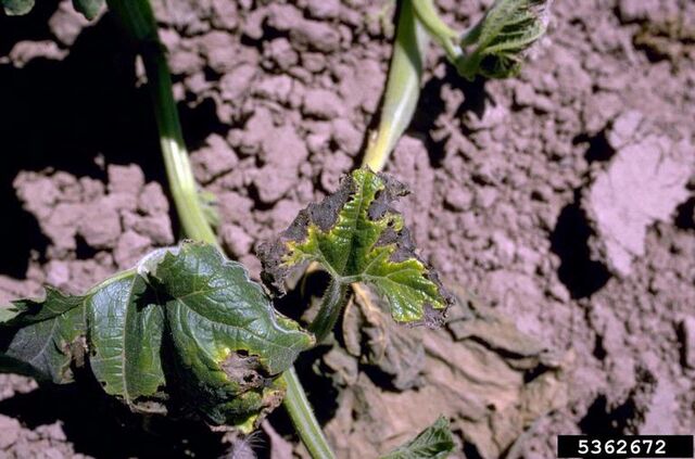 File:Courgette Bacterial Wilt.jpg