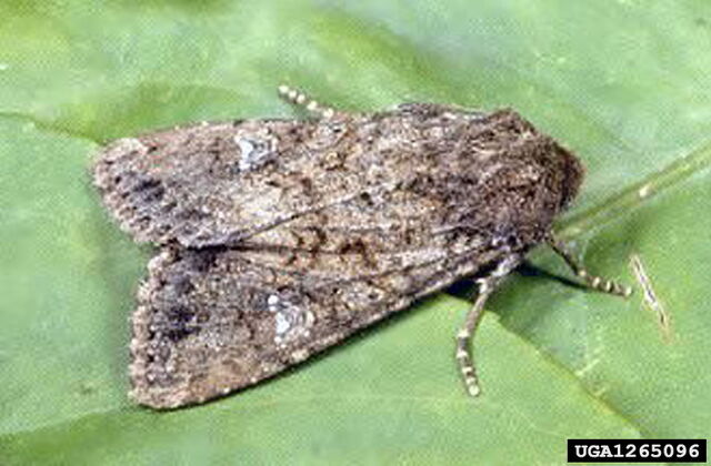 File:Cabbage Moth.jpg