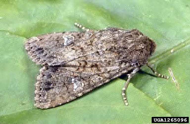 Cabbage Moth WikiGardener FANDOM powered by Wikia