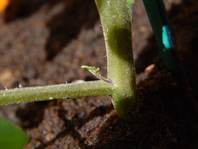 File:Tomato Shoot.jpg