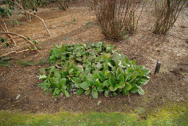 File:Bergenia crassifolia by Nick.jpg