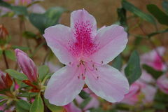 PinkAzalea