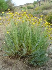 Santolina rosmarinifolia1