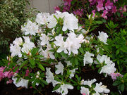 GGerbingazalea