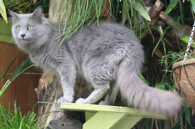 Archivo:Gato-nebelung.jpg